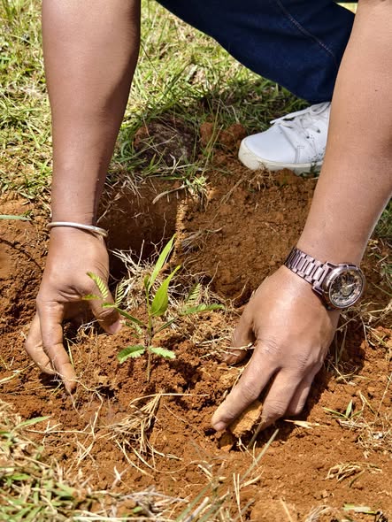 2026: TAONA IRAISAM-PIRENENA HO AN' NY FIROTSAHANA AN-TSITRAPO NOSANTARINA TAMIN' NY HETSIKA FAMBOLEN-KAZO