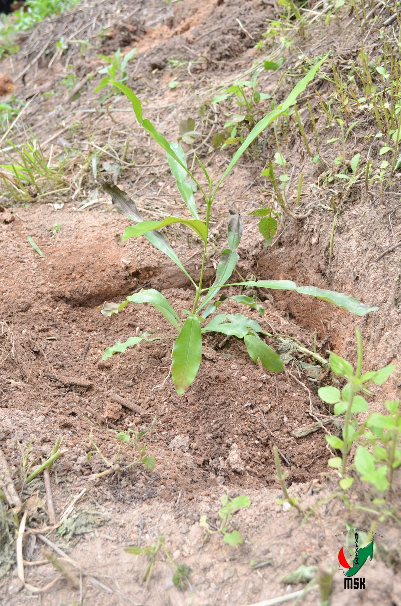 AVERINA HO VOHITRA MAITSO I AMBOHIMANGA ROVA
