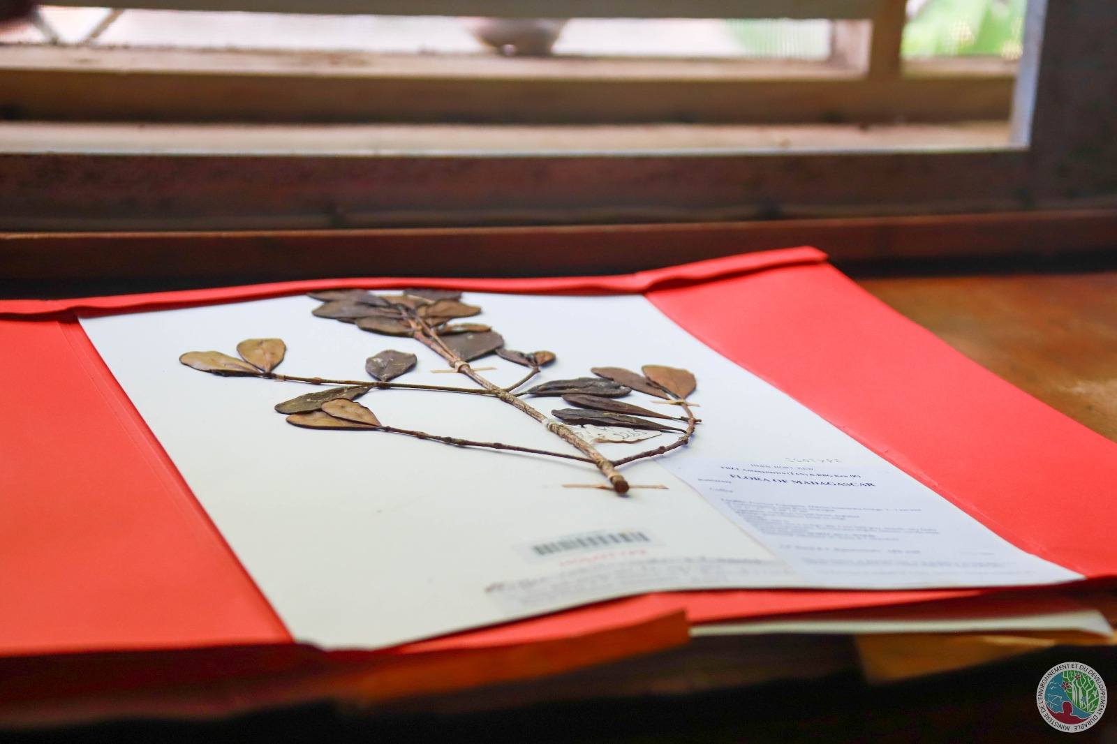 HAVAOZINA NY PARC TSIMBAZAZA