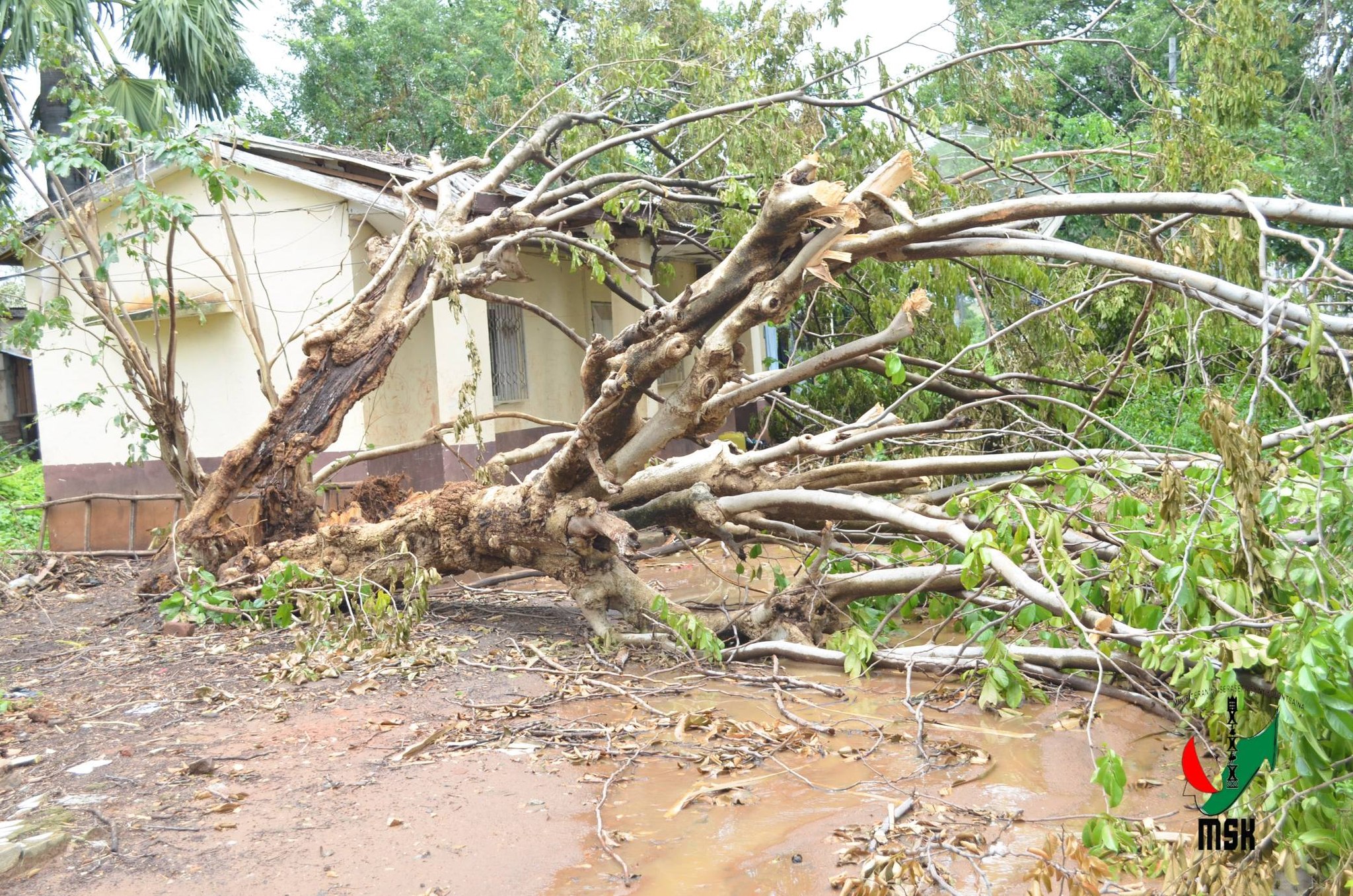 MIROTSAKA ENY AN-KIANJA NY FITONDRAM-PANJAKANA MANONTOLO MANAO TANAN-DAVA MAMONJY NY MPIRAY TANINDRAZANA