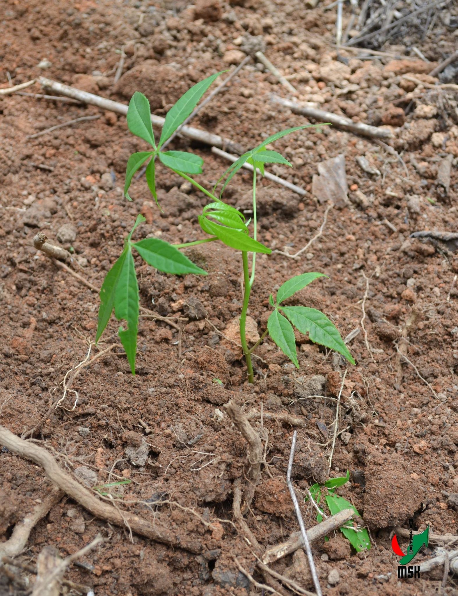 AVERINA HO VOHITRA MAITSO I AMBOHIMANGA ROVA