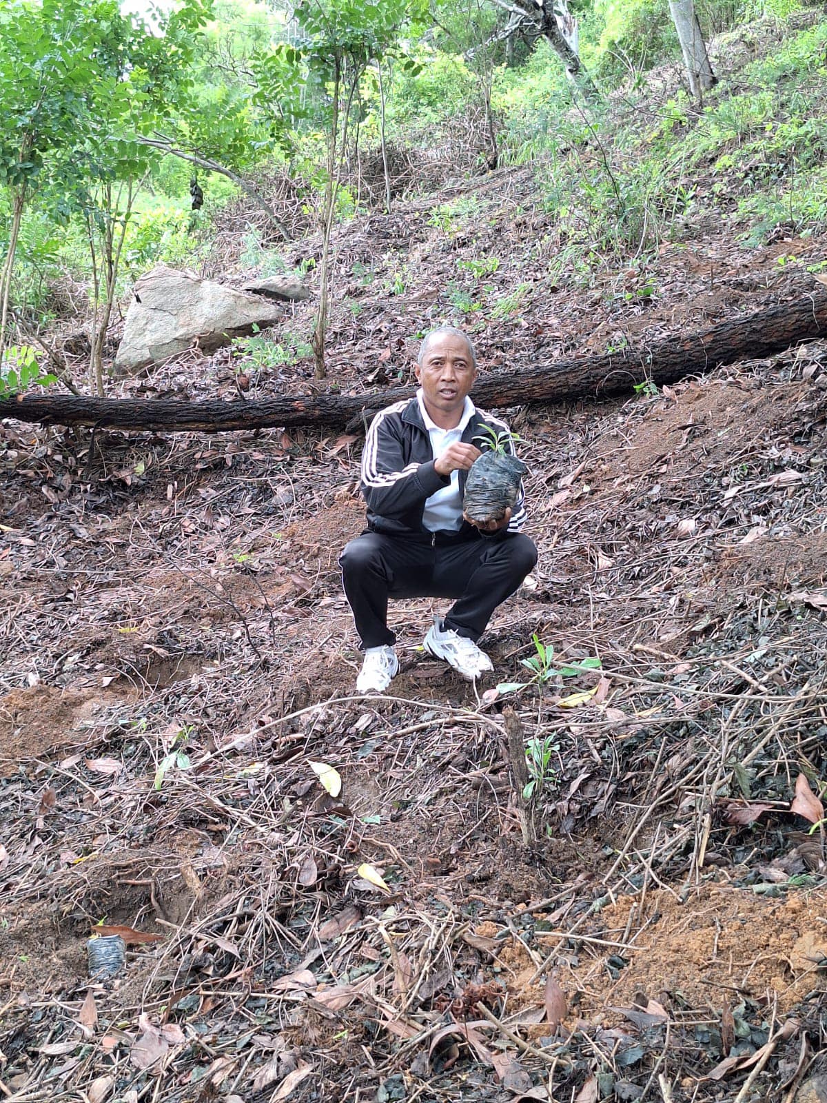 FANASOSOHANA ZANAKA HAZO NY ALAN' AMBOHIMANGA