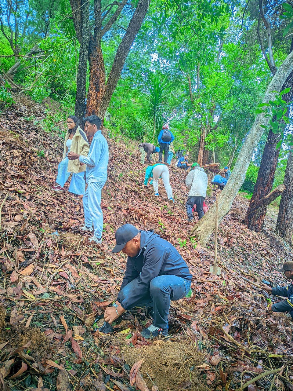 FANASOSOHANA ZANAKA HAZO NY ALAN' AMBOHIMANGA
