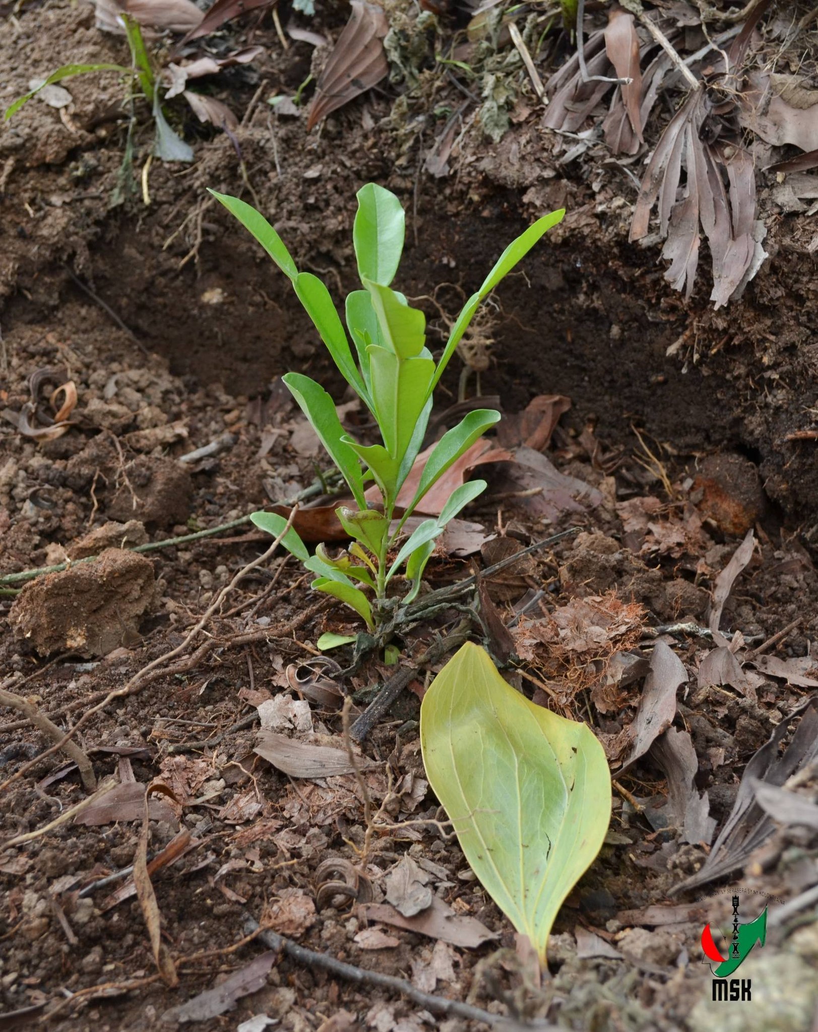 AVERINA HO VOHITRA MAITSO I AMBOHIMANGA ROVA